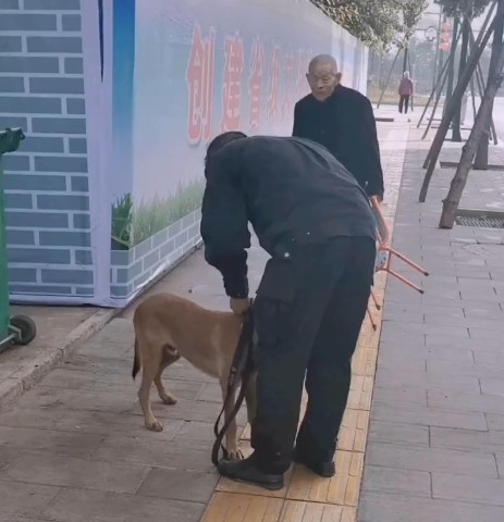 流浪马犬被警犬基地搭救马犬：我这就参军了