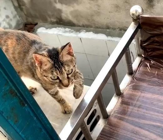 猫妈妈上门乞食被家猫驱赶为了孩子她强忍了下来