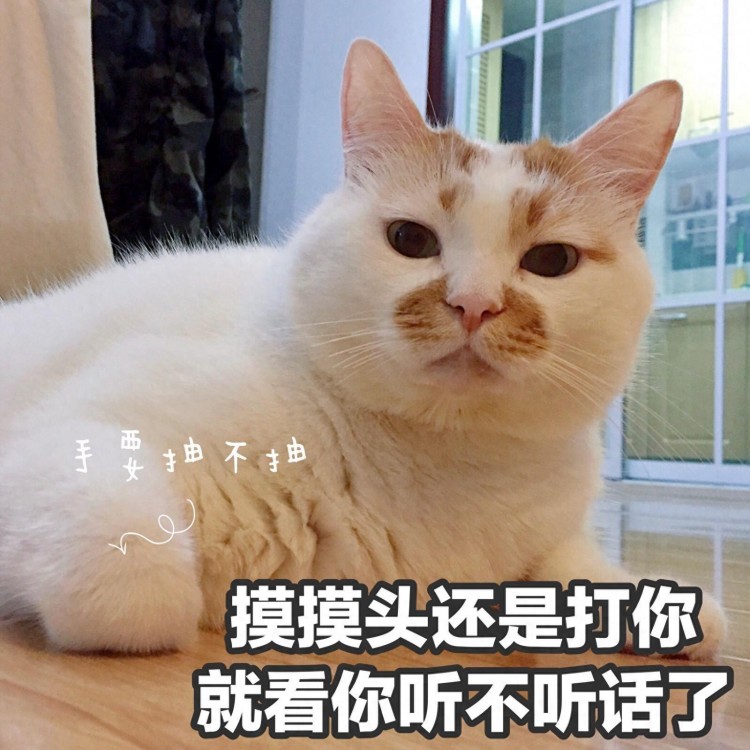 8种“最多人养”的猫，有参考价，别被坑了！