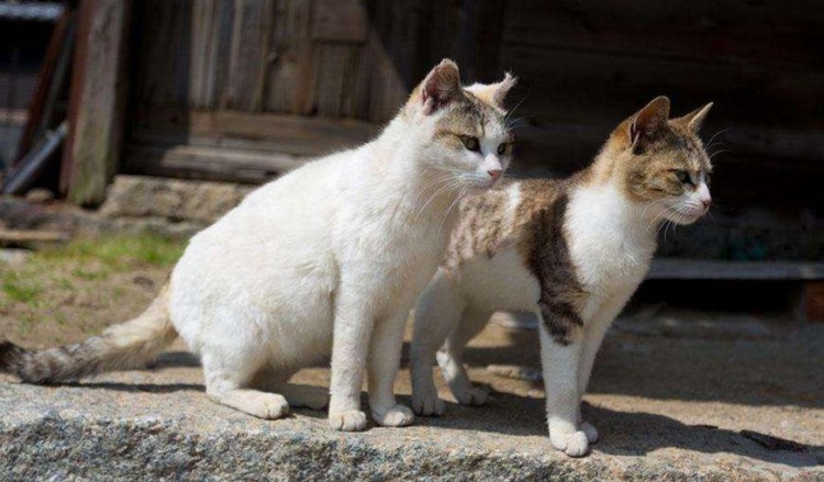 为了生存流浪猫们都有哪些技能既能卖萌也能自救只为活下去