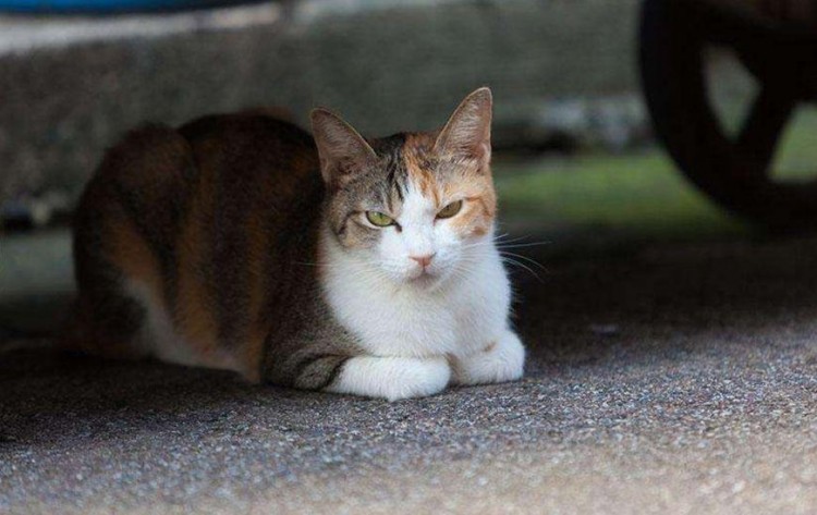 为了生存流浪猫们都有哪些技能既能卖萌也能自救只为活下去