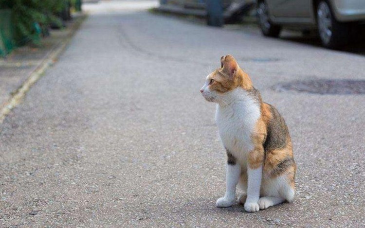 为了生存流浪猫们都有哪些技能既能卖萌也能自救只为活下去