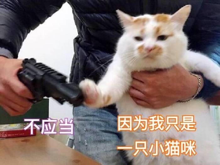 警惕：夏天不要这样养猫会害了它