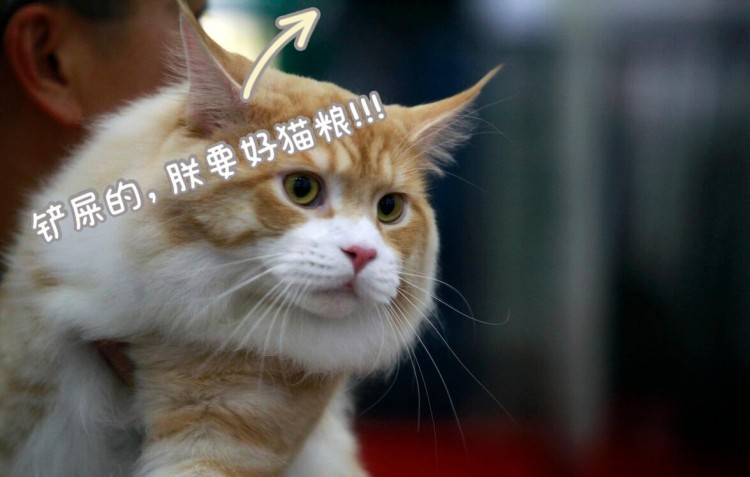 猫咪颜值排行榜狸花猫垫底网友：哭晕在厕所