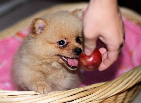 博美犬的三大常见遗传问题及饲养方法