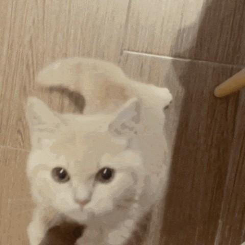 为什么喂猫的时候猫咪会蹭你呢